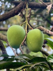 ১১ কেজি ক্যারেট প্রিমিয়াম হিমসাগর আম